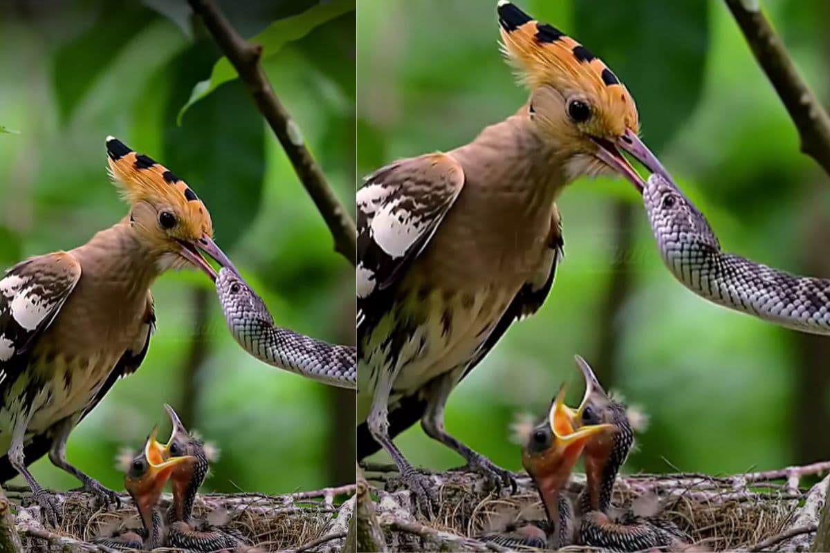 Viral Video: सांप को पक्षी ने सिखाया ऐसा सबक, जिंदगी भर रखेगा याद, देखें मजेदार वीडियो