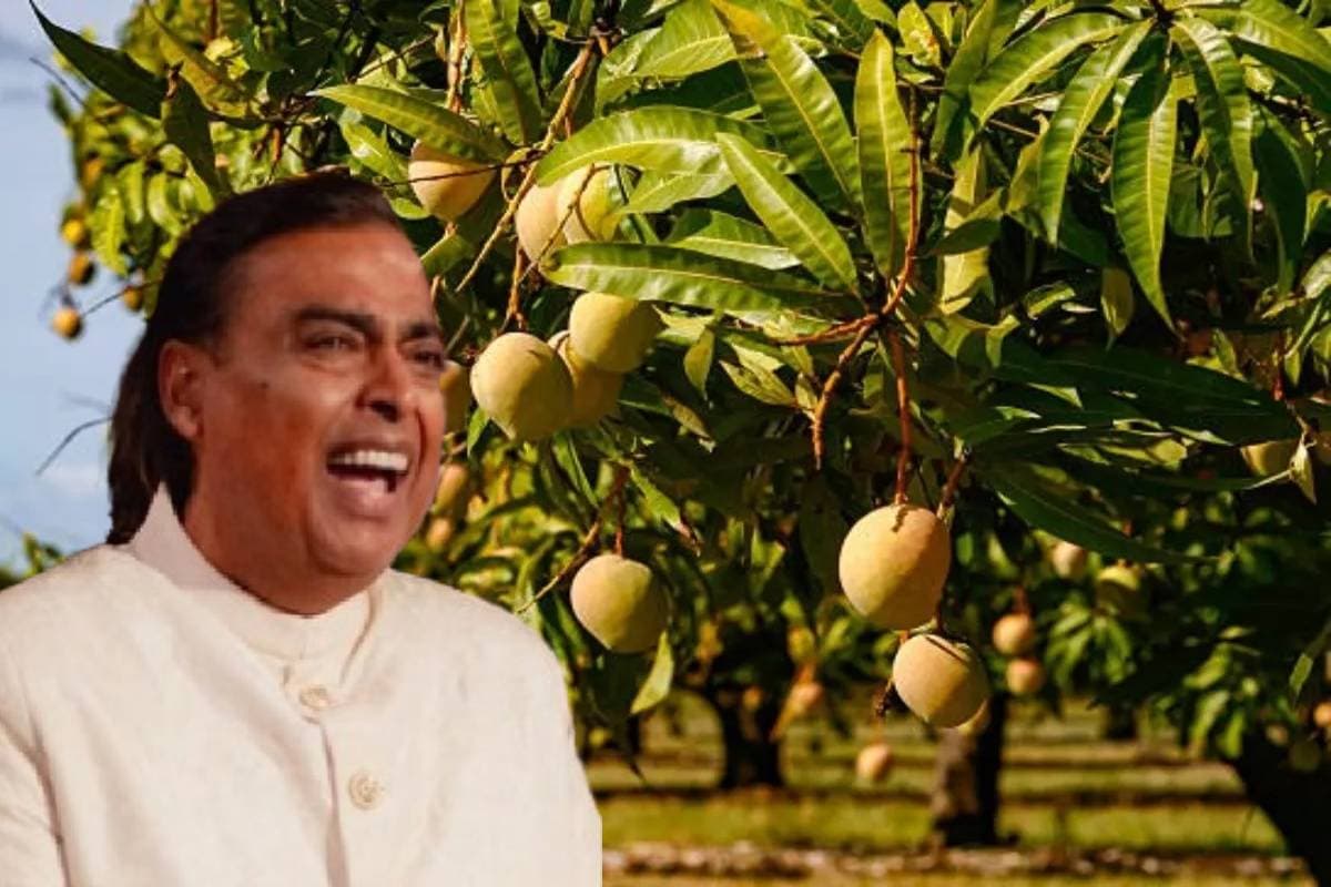 Mukesh Ambani Mango Business