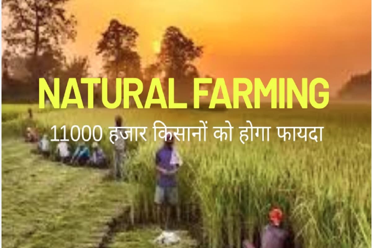 Natural Farming: झारखंड में प्राकृतिक खेती से बदलेगी किसानों की तकदीर, 11 हजार कृषकों को मिलेगी ट्रेनिंग