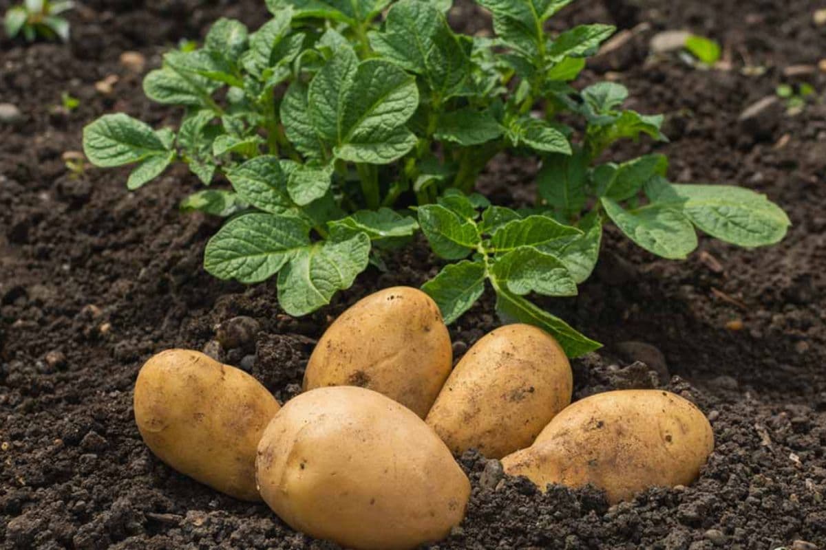 Bhagalpur: 38 करोड़ का आलू हर माह खा जा रहे भागलपुर के लोग, बंगाल और यूपी से भी खरीदे जाते हैं आलू