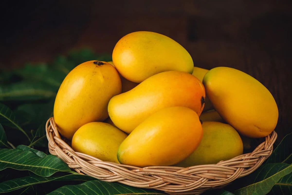 सऊदी अरब, दुबई, कतर के बाद अब लंदन जायेगा मुजफ्फरपुर का आम,  लखनऊ की एजेंसी ने किया करार