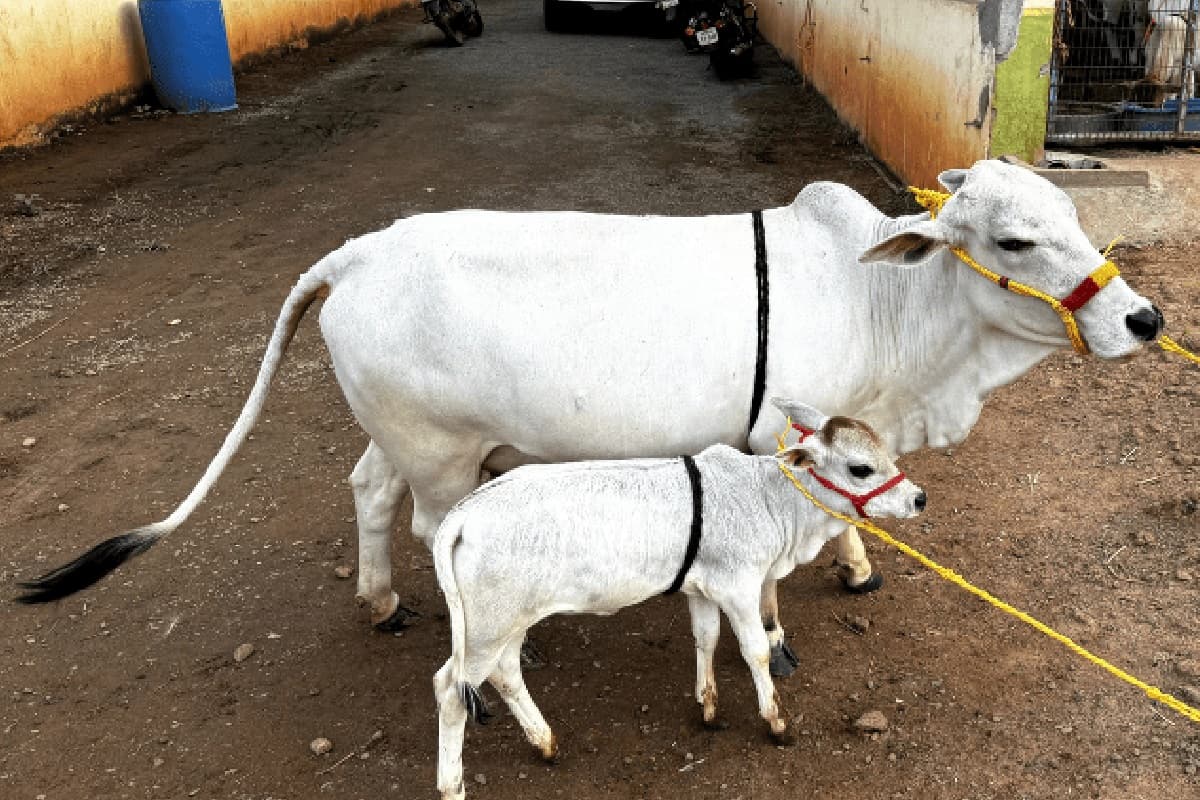 Gau Mata Puja : जानें गाय की पूजा और उसका धार्मिक महत्व