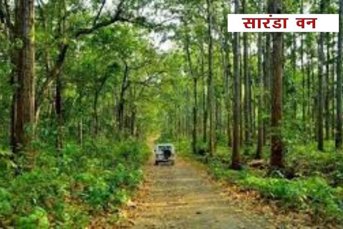 Saranda Jungle: झारखंड का सारंडा बनेगा नया रिजर्व फॉरेस्ट, कैबिनेट की बैठक में लगेगी मुहर