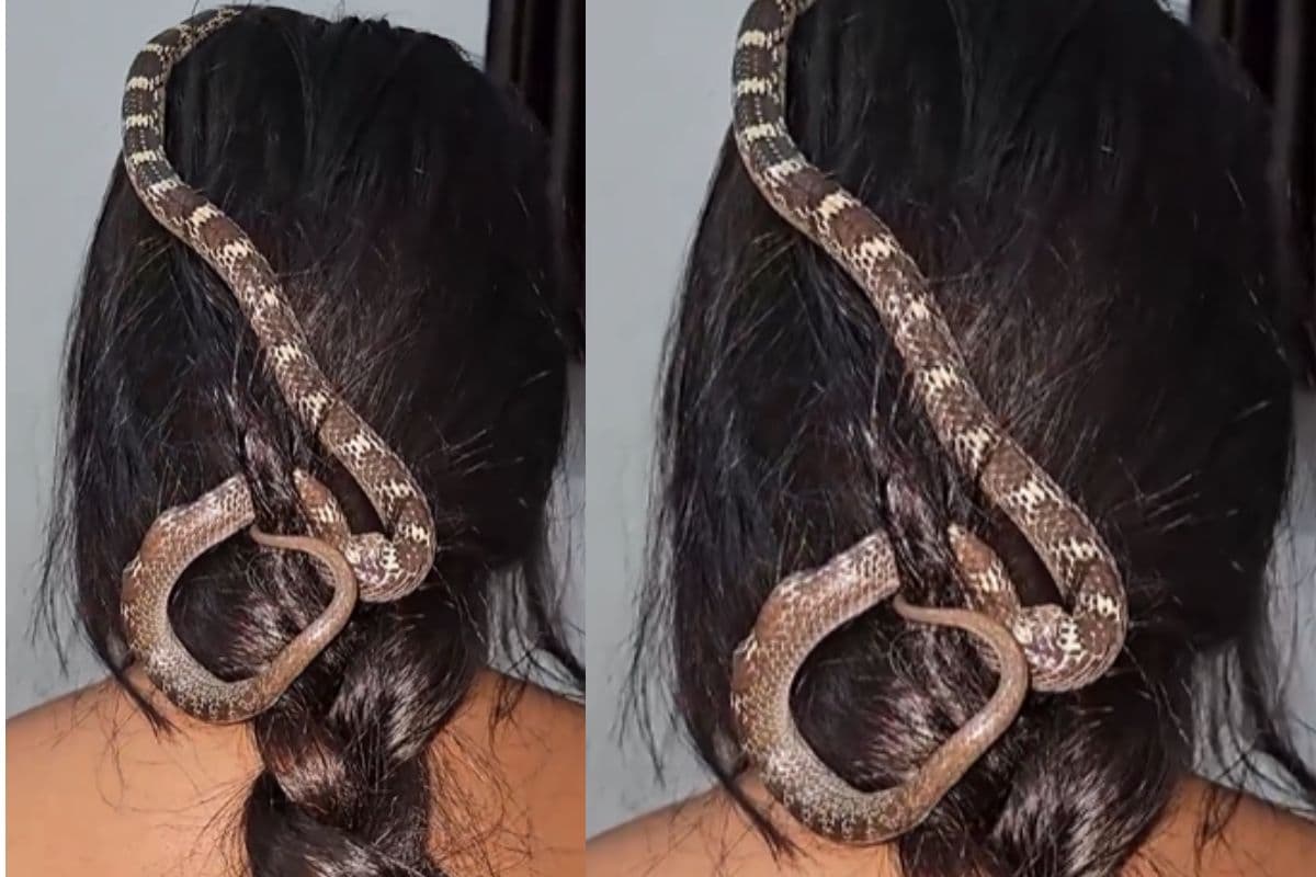 Viral Video: लड़की ने सांप से बांधी चोटी, वीडियो देखकर कांप जाएगा कलेजा