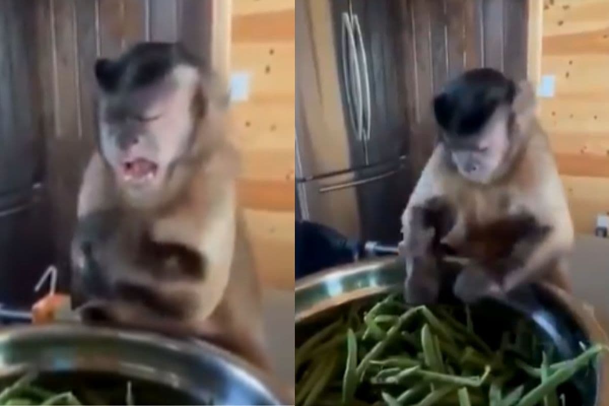 खाना बनाने का शौकीन निकला बंदर, सब्जियां साफ करते हुए वीडियो वायरल 