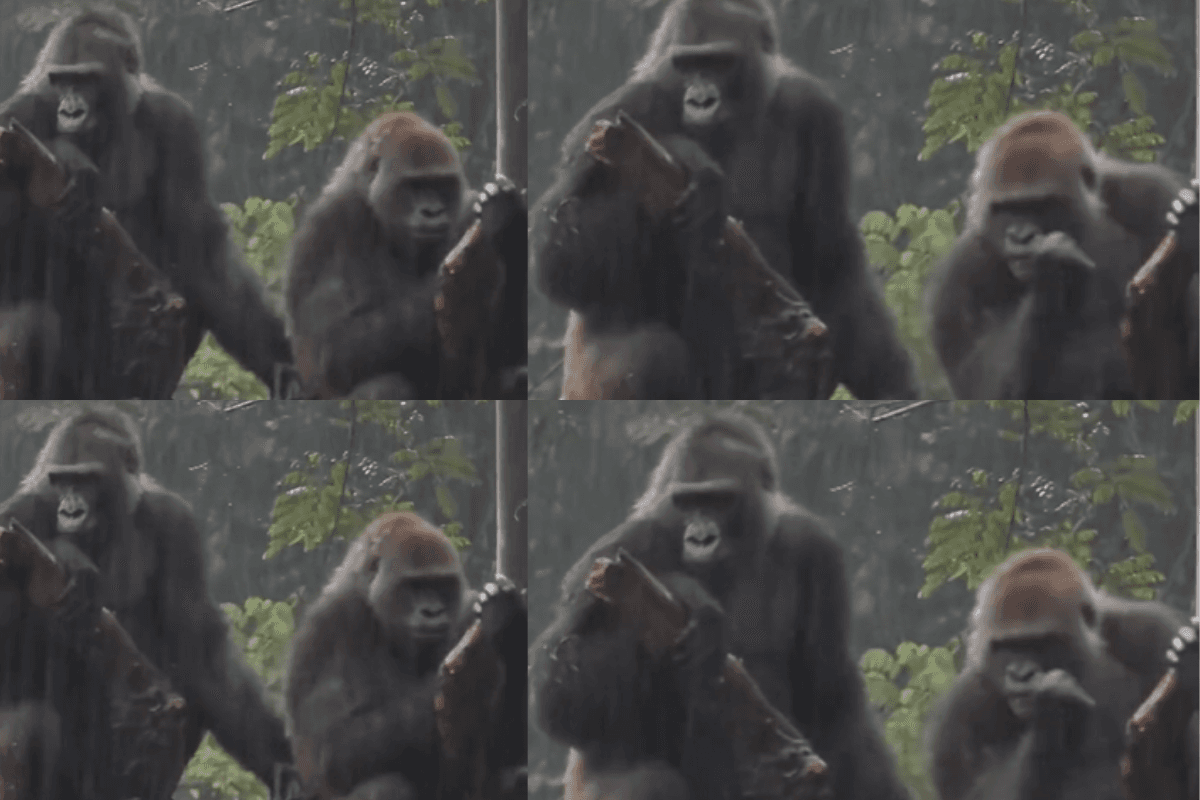 Viral Video: चिंपैंजी का नहाते हुए वीडियो हुआ वायरल!