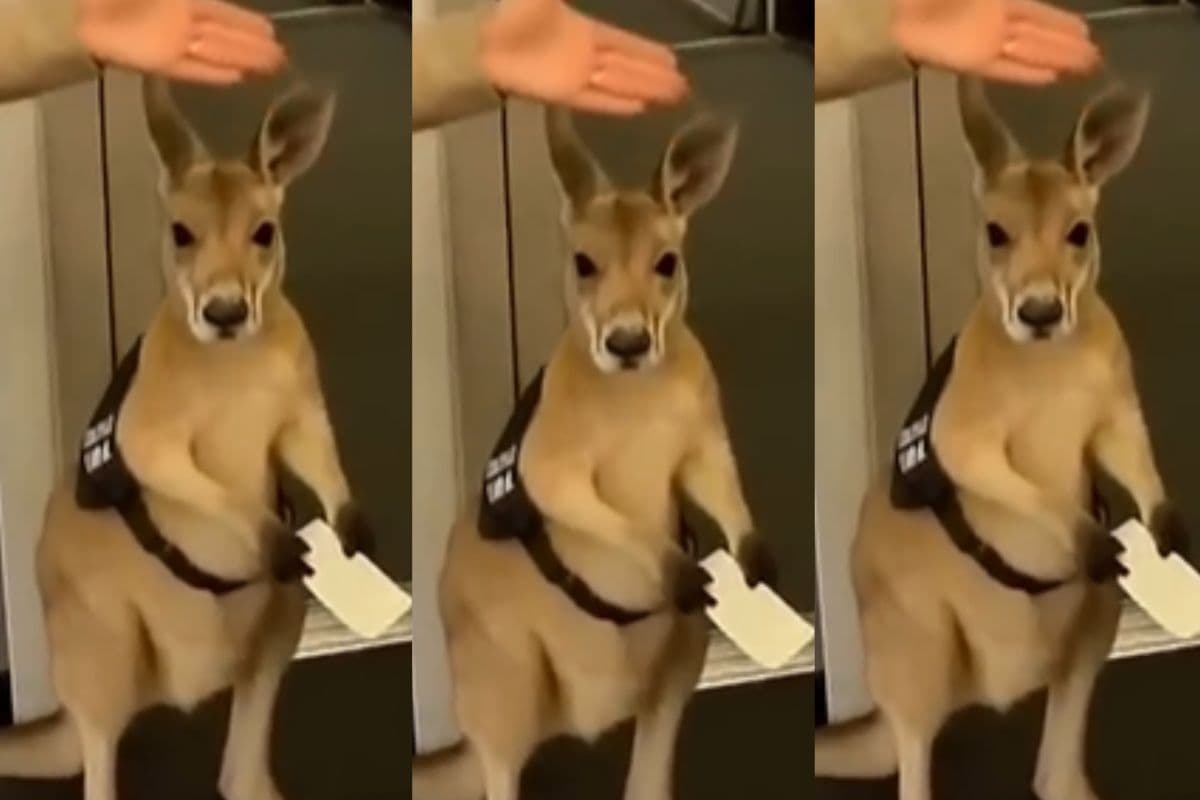Viral Video: एयरपोर्ट पर आकर भी फ्लाइट में नहीं चढ़ सका कंगारू, स्टाफ को टिकट दिखाते हुए वीडियो वायरल
