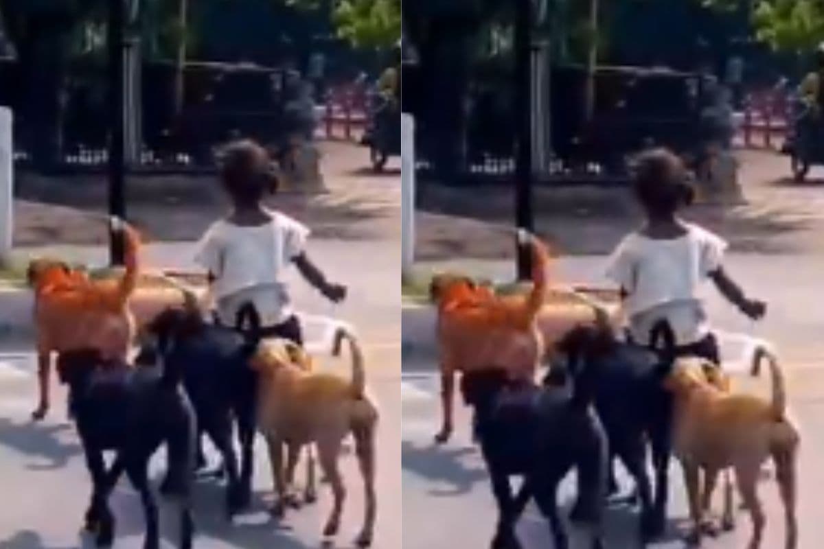 Viral Video: सड़क पर कुत्तों की सुरक्षा में निकली बच्ची, वीडियो ने किया लोगों को हैरान