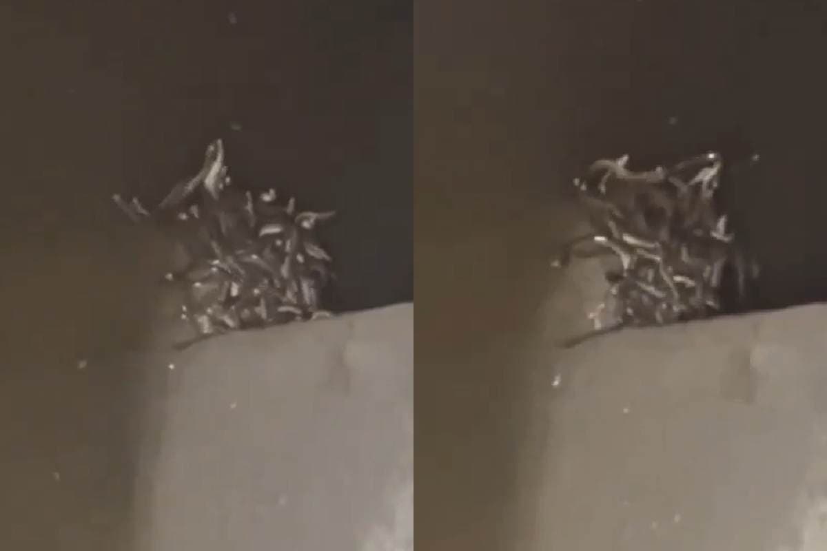 Viral Video: शौचालय की टंकी से फुफकारते निकले जहरीले सांप, दर्जनों सांप को ऐसे देख कांप जाएगा कलेजा