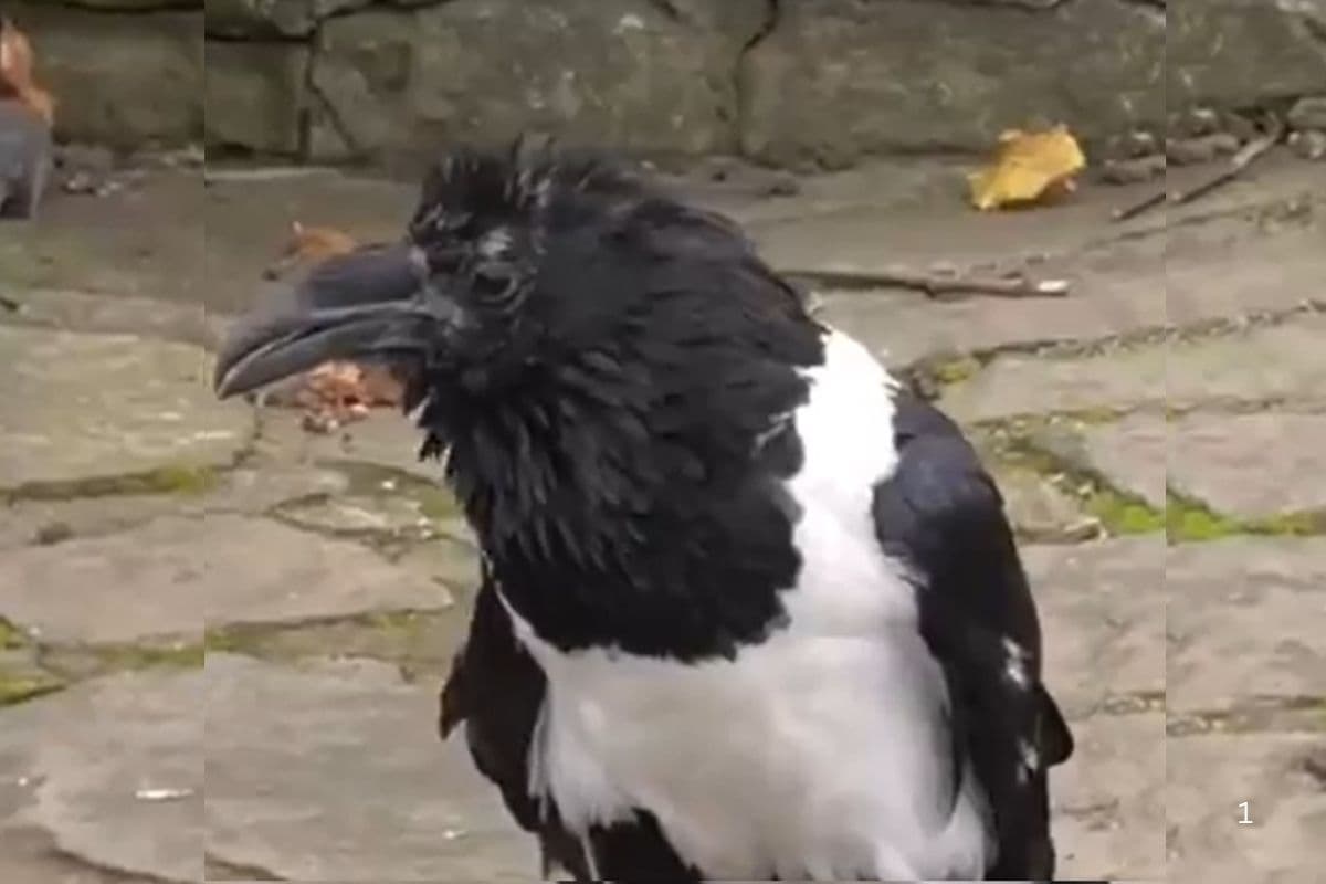 Viral Video: अंग्रेजी बोलने वाला कौआ, आते जाते लोगों से इंग्लिश में पूछता है हाल-चाल, वीडियो हो रहा वायरल