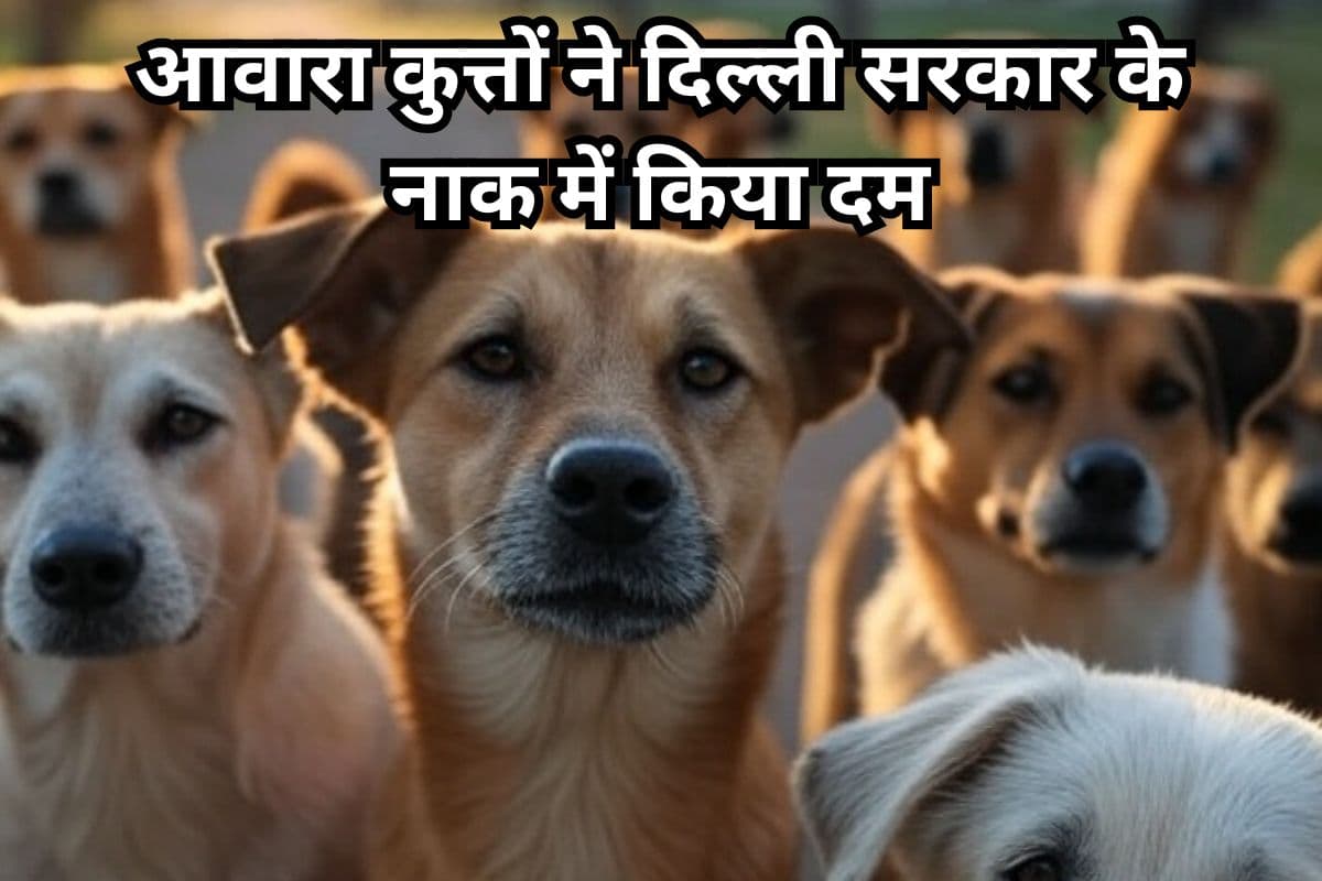 Stray Dogs: आवारा कुत्तों ने दिल्ली सरकार के नाक में किया दम, पक्का रास्ता का ढूंढ रही रास्ता