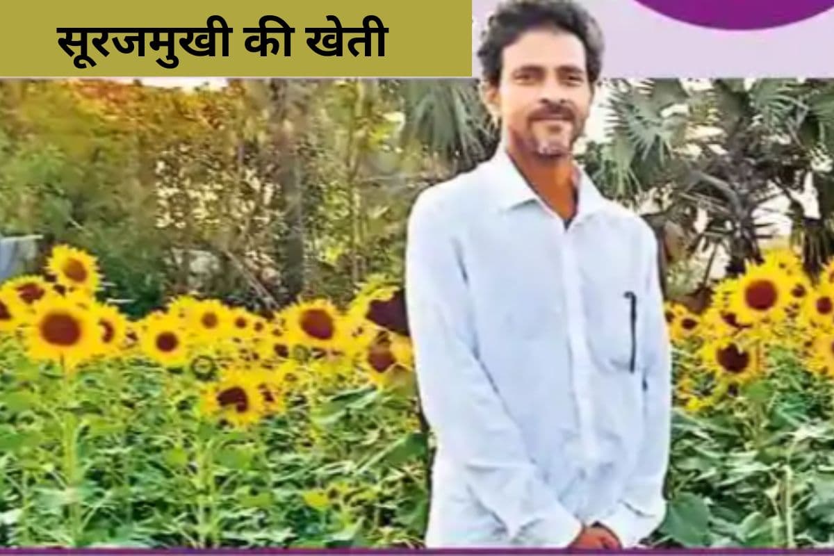 Sunflower Farming Sunflower Farming