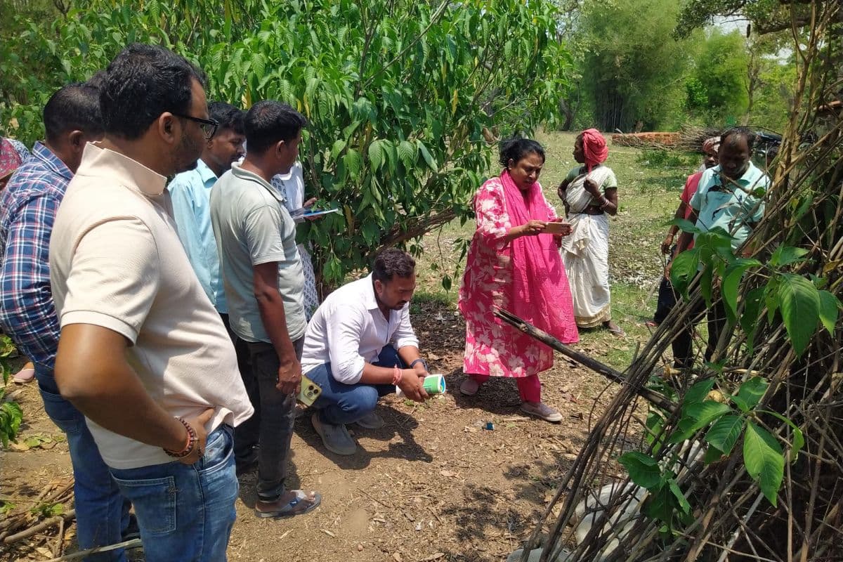 रांची के नामकुम में बाघ के हमले से बैल की मौत, दहशत में ग्रामीण