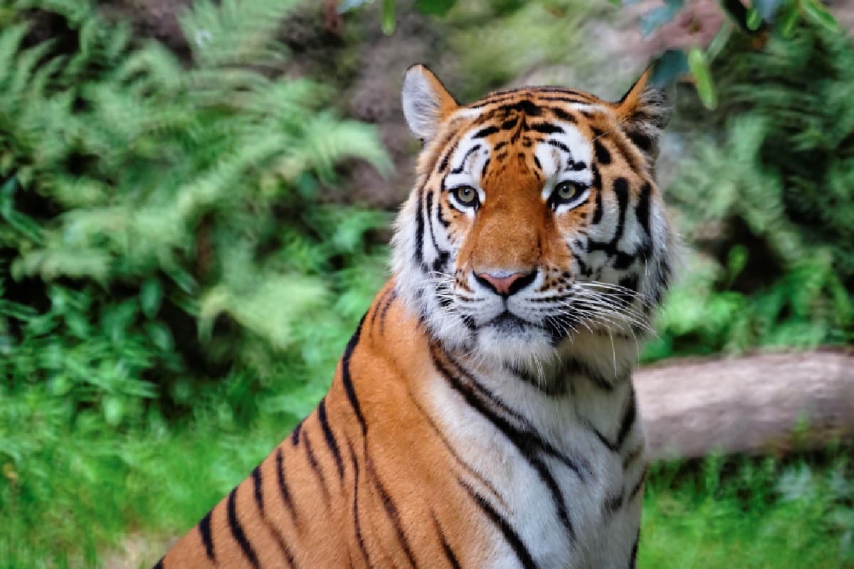 Jharkhand Tiger Safari: झारखंड टूरिज्म को मिलेंगे पंख, पलामू में जल्द बनेगा राज्य का पहला टाइगर सफारी पार्क