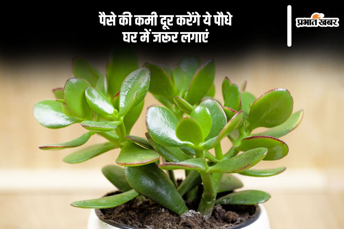 छप्पर फाड़ धन पाने के लिए घर में लगाएं ये चमत्कारी पौधे