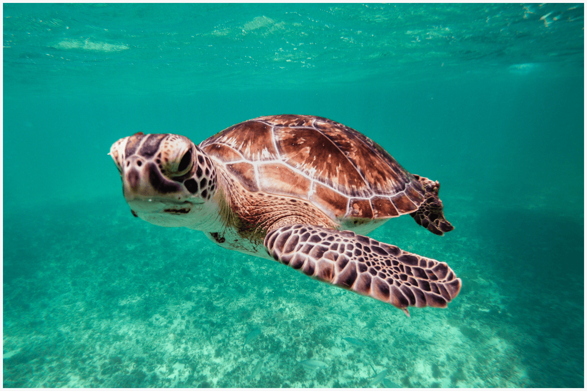 Amazing Facts about Turtles: कछुओं से जुड़े 10 आश्चर्यजनक तथ्य