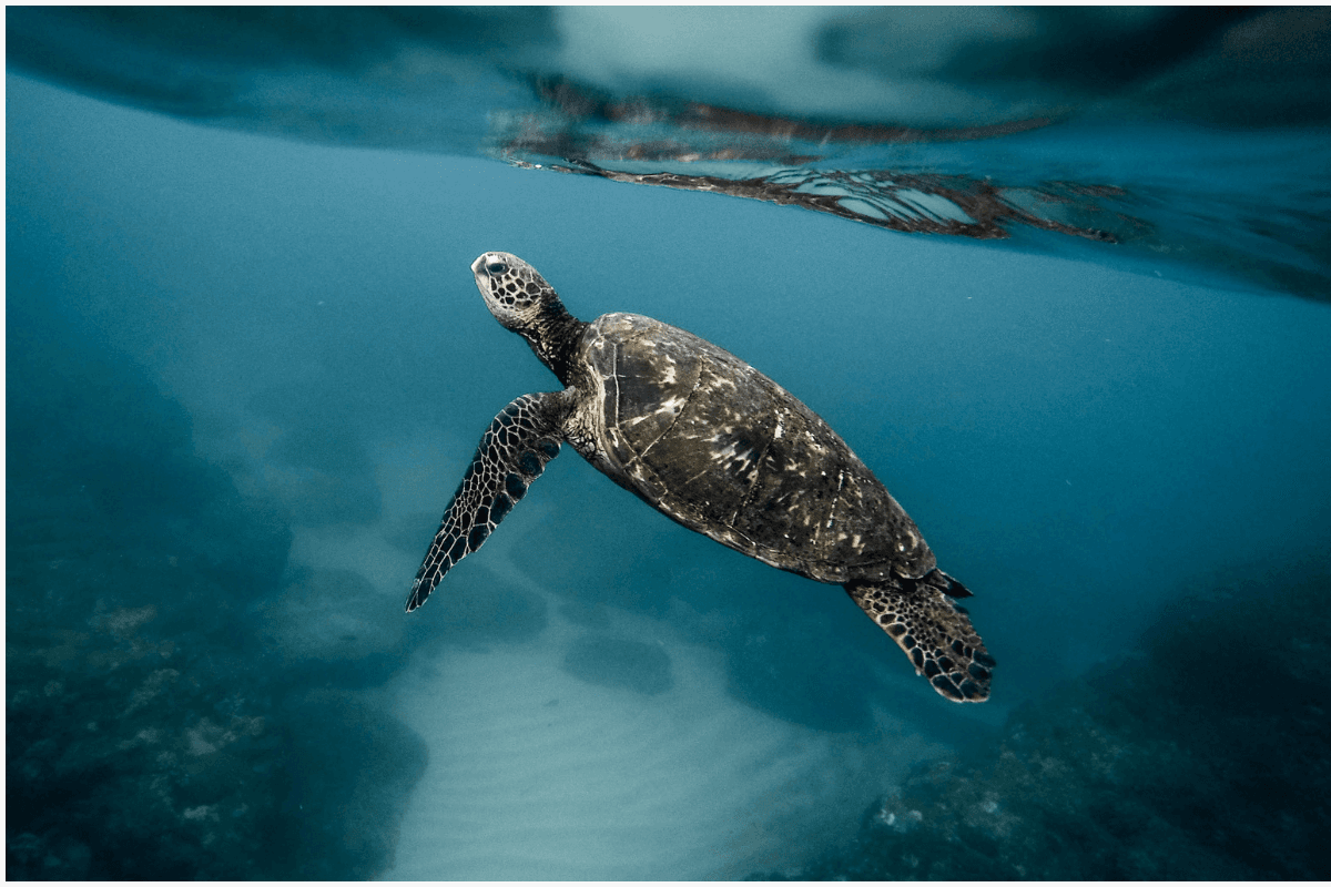 World Turtle Day 2025
World Turtle Day in Hindi
23 May Turtle Day