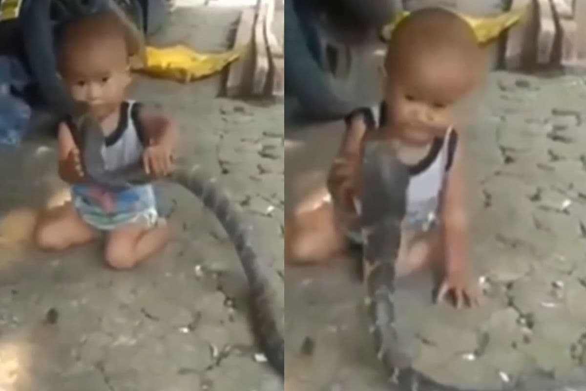 Viral Video: बच्चे ने सांप को लगाया दो थप्पड़, फिर जो हुआ देखकर उड़ जाएंगे होश