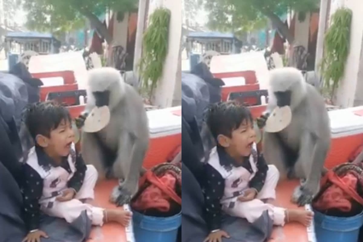 Viral Video: रोटी के लिए बंदर और बच्चे के बीच छिड़ी जंग!