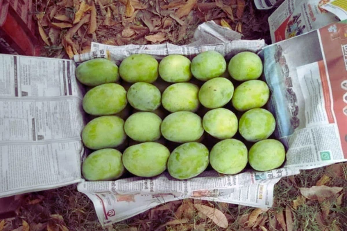 Malda Aam Story: बिहार में मालदा और यूपी में लंगड़ा… आखिर क्या है इस आम के नाम की असल कहानी ?