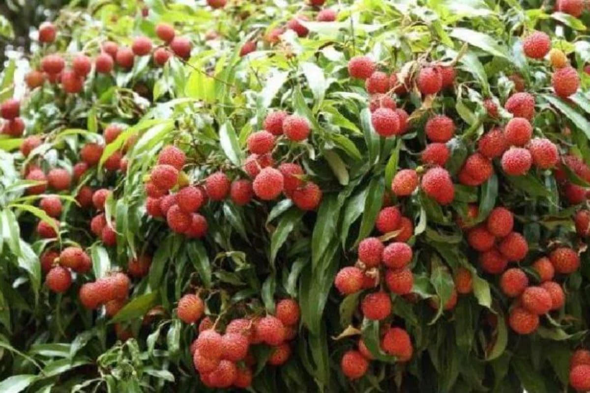 Muzaffarpur Litchi: शाही लीची पर इस बार मौसम की मार, किसान हुए मायूस, कर रहे इंतजार