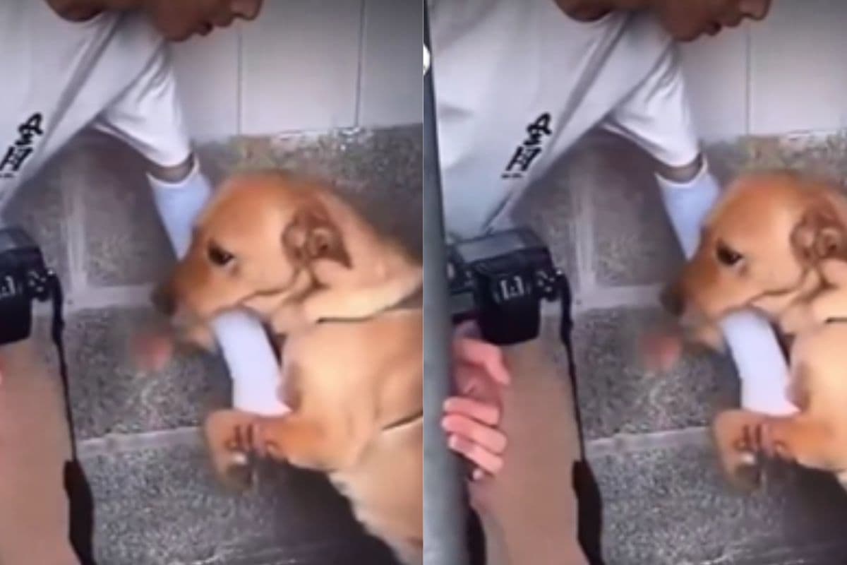 कुत्ते और पत्रकार की दोस्ती बनी मिसाल, सोशल मीडिया पर वीडियो वायरल