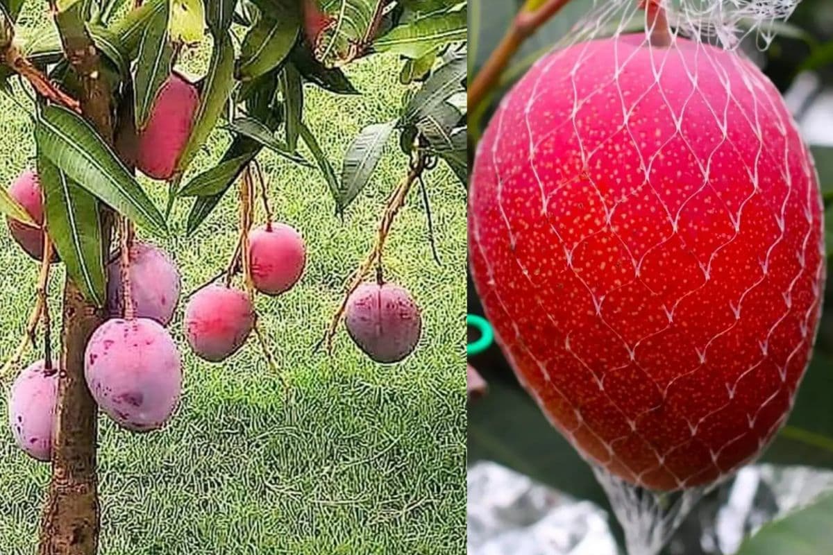 Miyazaki Mango: बिहार में यहां मिलता है दुनिया का सबसे महंगा आम, बेहतरीन टेस्ट, चमकीला रंग, दाम जानकार चौंक जायेंगे !