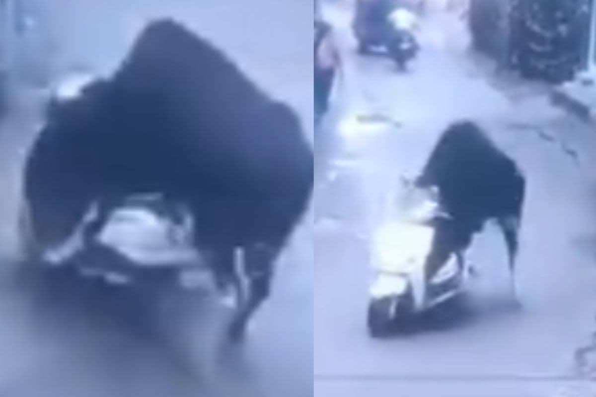 Viral Video: सांड पर चढ़ा स्कूटी चलाने का भूत, सोशल मीडिया पर वीडियो वायरल