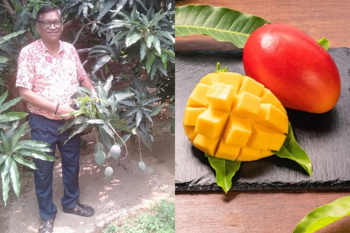 Mango In Bihar: बिहार के इस जिले में उगाया जा रहा दुनिया का सबसे महंगा आम, कीमत जान उड़ जायेंगे होश 