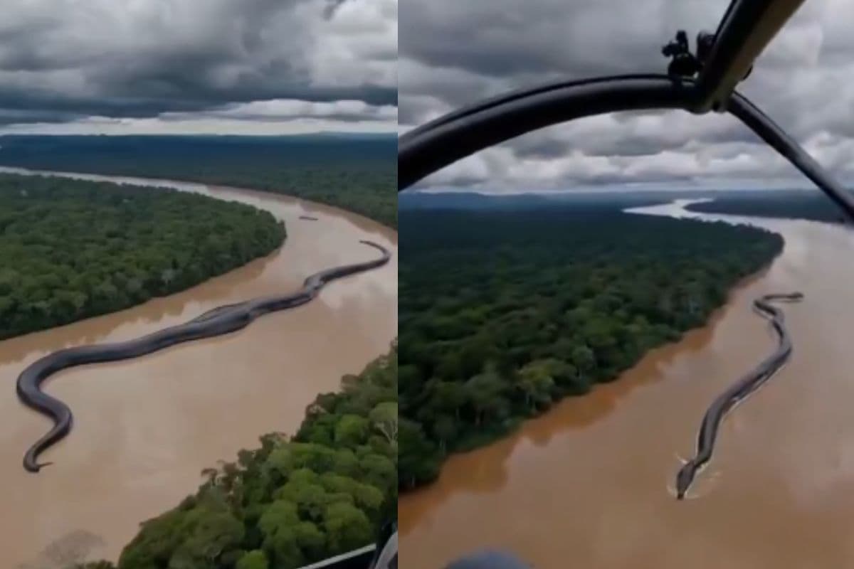 Viral Video: अमेजन में दिखा 30 मीटर लंबा एनाकोंडा, सोशल मीडिया पर वीडियो ने मचाई सनसनी