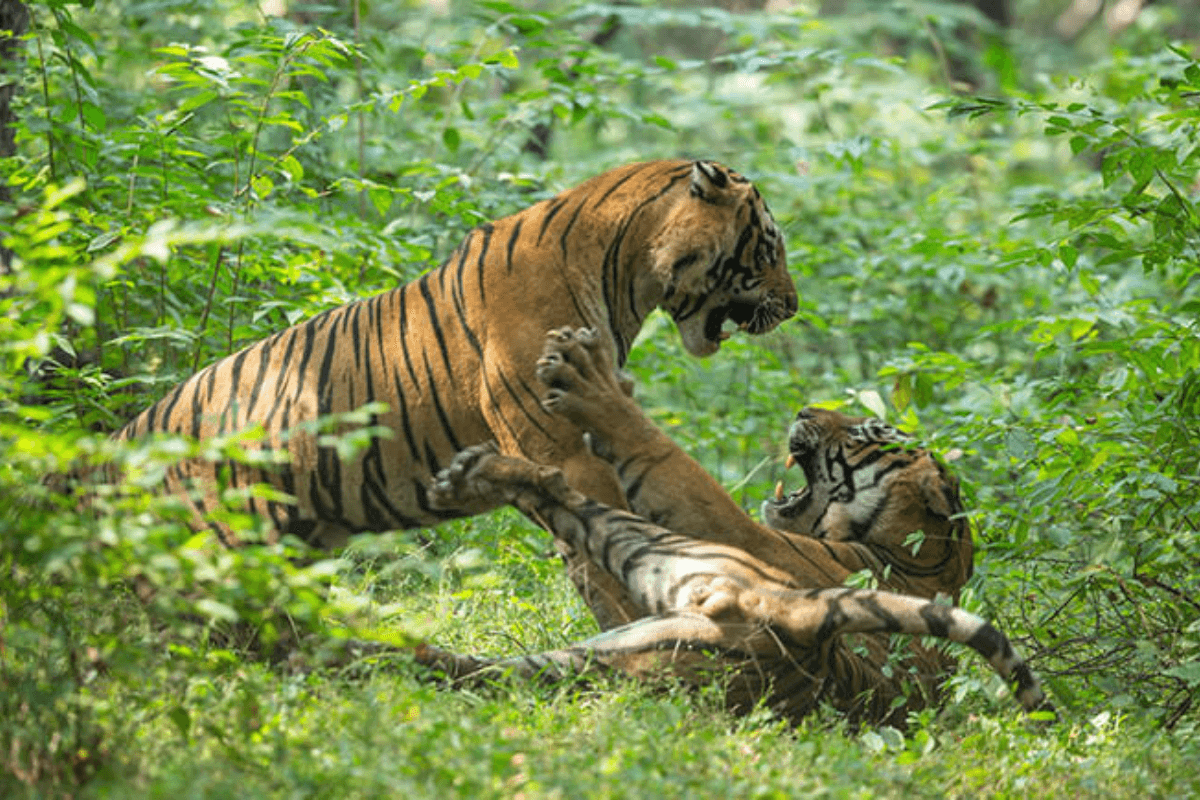 Bihar News: वीटीआर में बाघों की लड़ाई रोकेंगे स्पेशल जवान, महाराष्ट्र-MP में होगी ट्रेनिंग