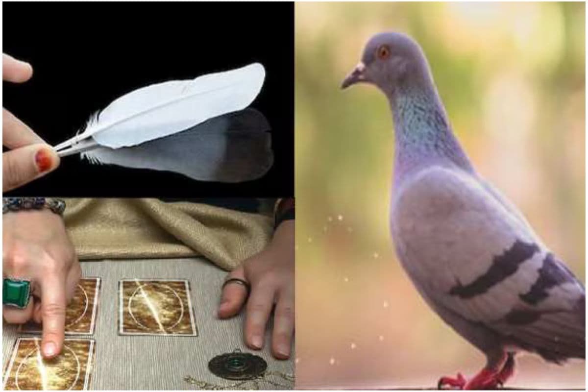 Vastu Tips Using Pigeon Feather: घर में रखें कबूतर का पंख और देखें चमत्कार,जानें खास वास्तु टिप्स