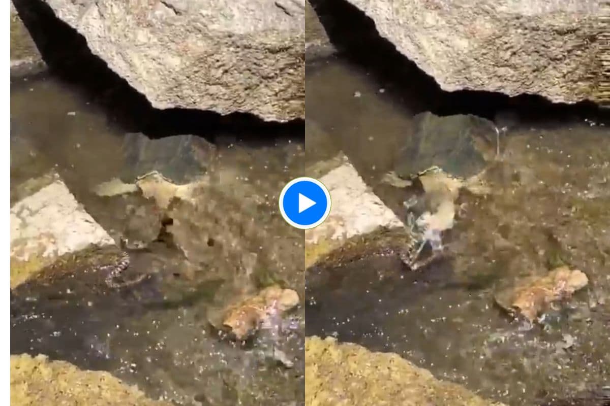 Viral Video: कछुआ निगल गया जिंदा सांप, देखकर फटी रह जाएंगी आंखें, वीडियो हो रहा वायरल