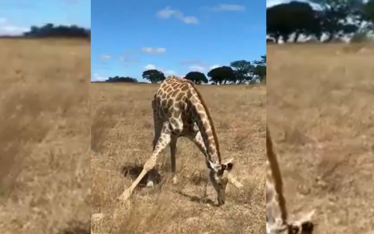 Viral Video: वायरल हो रहा जिराफ के घास खाने का वीडियो, मन मोह लेगी 7 सेकंड की यह क्लिप