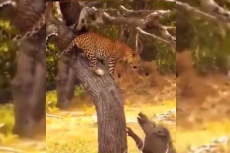 Viral Video: बेमिसाल है चीते की फुर्ती, झुंड के बीच से उठा लिया बच्चा, वीडियो देखकर भी नहीं होगा यकीन