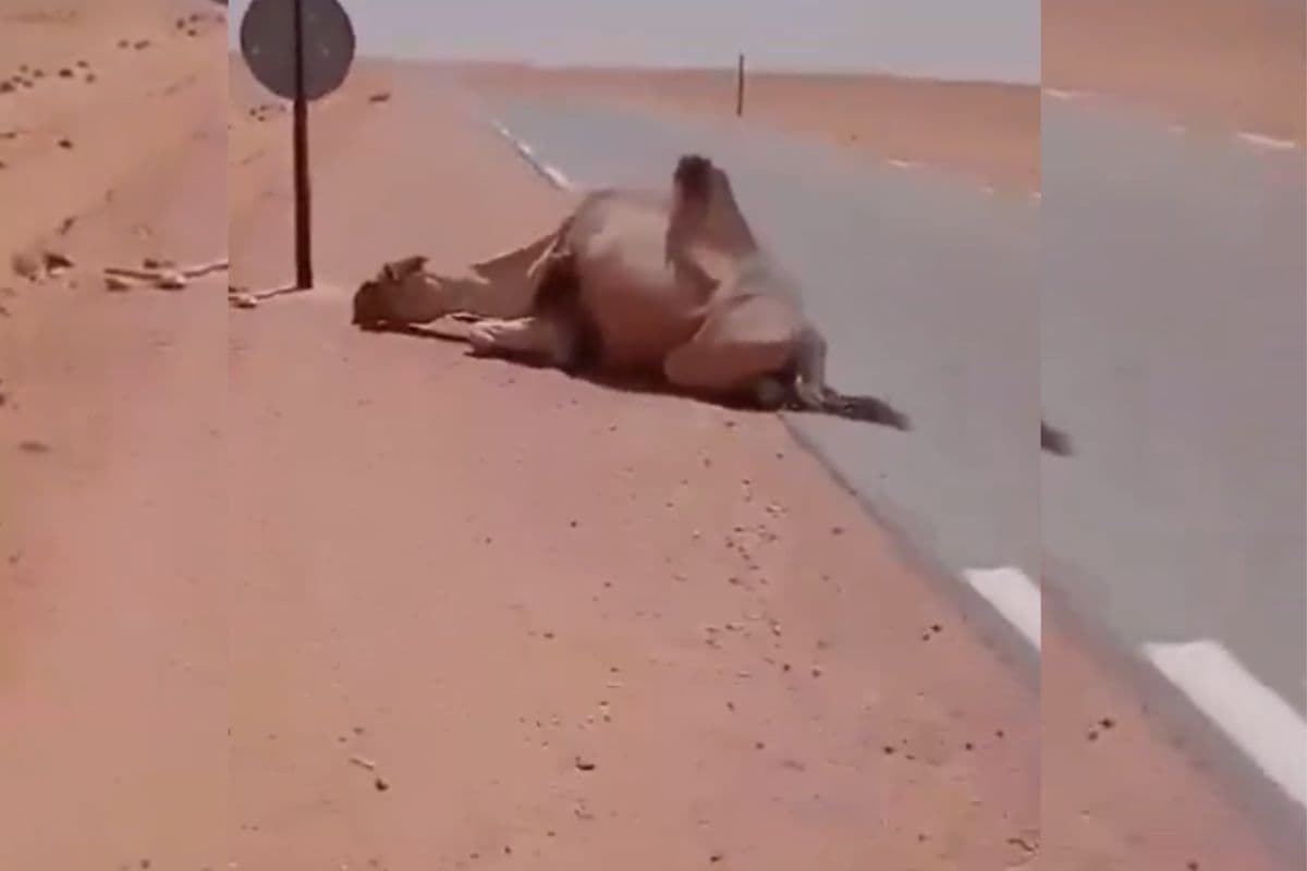 Viral Video: रेगिस्तान में प्यास से तड़प रहा था ऊंट, ट्रक ड्राइवर ने पिलाया पानी, देखिए दिल को छू लेने वाला वीडियो