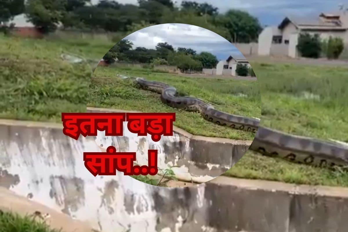 Viral Video: नहीं देखा होगा इतना बड़ा सांप..! देखकर कांप जाएगी रूह, वायरल हो रहा वीडियो