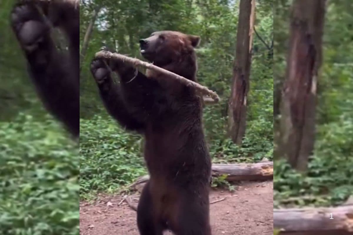 नहीं देखा होगा भालू का ऐसा करतब!, छल्ला लेकर दिखाने लगा गजब का डांस, वायरल हो रहा वीडियो