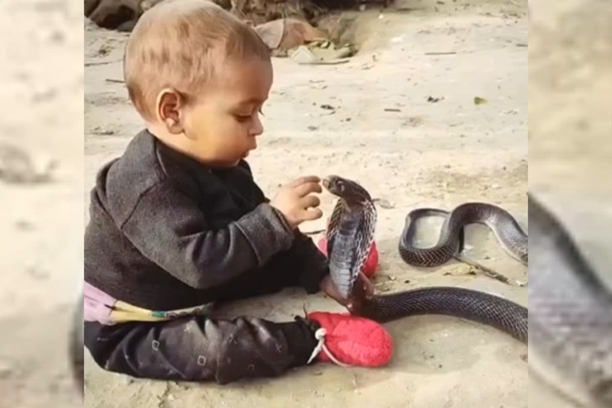 खिलौने से खेलने की उम्र में विशाल कोबरा से खेल रहा बच्चा, सोशल मीडिया पर हो रहा वायरल वीडियो