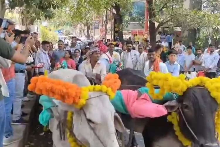 ना लग्जरी कार, ना हेलिकॉप्टर... दुल्हन को बैलगाड़ी से ले गया इंजीनियर दूल्हा, देखें वीडियो