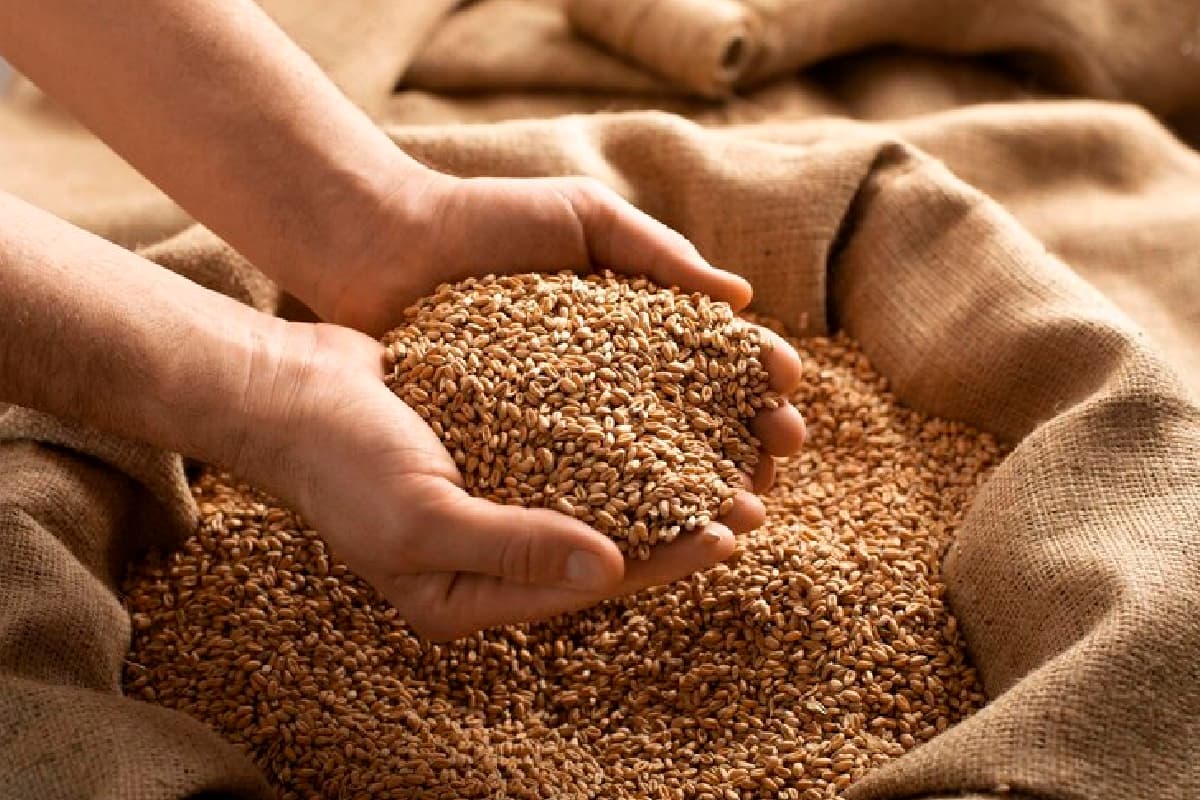 Wheat Stock Limit: गेहूं के जमाखोरों पर सरकार का प्रहार, स्टॉक सीमा मार्च 2026 तक बढ़ाई