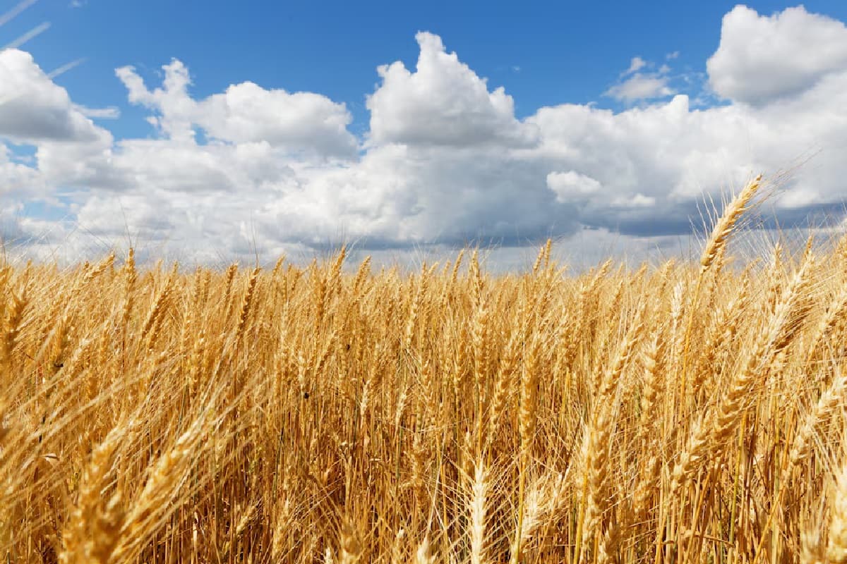 बेमौसम की बरसात से गेहूं बर्बाद! किसान भयभीत