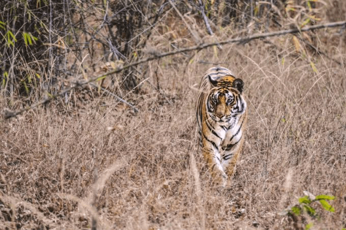 पीलीभीत में बाघ की दहशत, चार दिन में दो किसानों की मौत