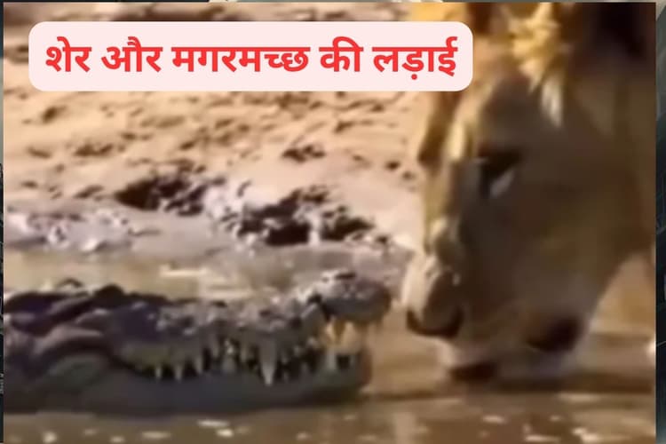 Viral Video : शेर और मगरमच्छ की लड़ाई में जीता कौन? देखें वीडियो में