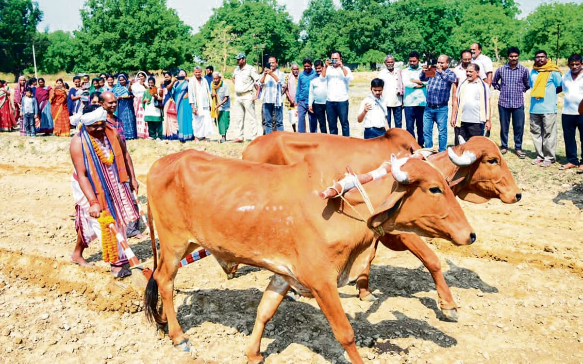 Sambalpur News: अक्षय तृतीया पर पंचायतीराज मंत्री ने चलाया हल, धान की बुआइ की
