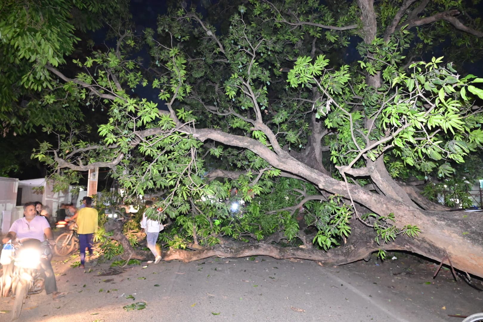 Deoghar News : सड़क पर गिरा आम का पेड़, बड़ा हादसा टला