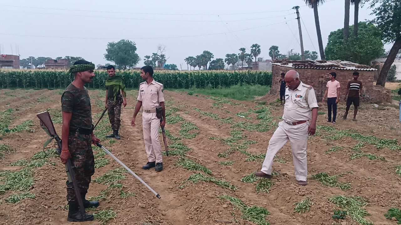 असामाजिक तत्वों ने खेत में लगी सब्जी को किया बर्बाद