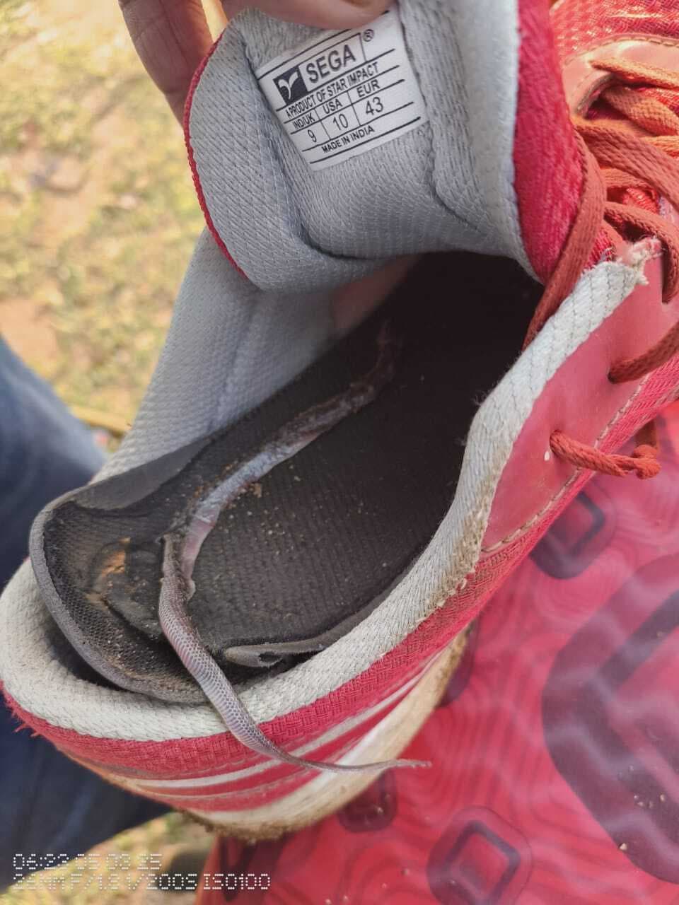 जूता के अंदर था सांप, युवक ने दौड़ के अभ्यास के दौरान कुचला