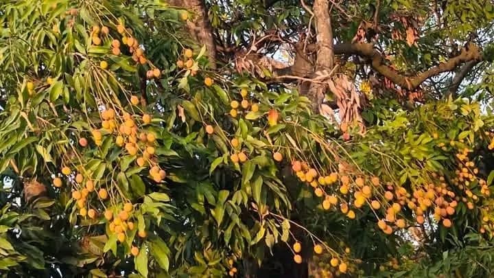Motihari:15 मई से बाजार में आने लगेगी लीची