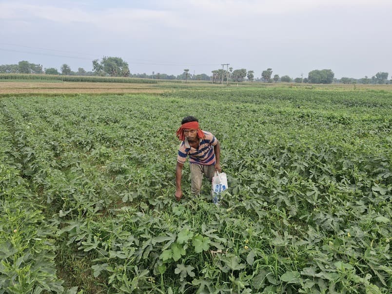 माैसम का मिजाज बदलने से किसानों को मिल रहा है लाभ